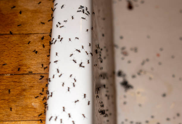 Best Insect Control  in Baraga, MI