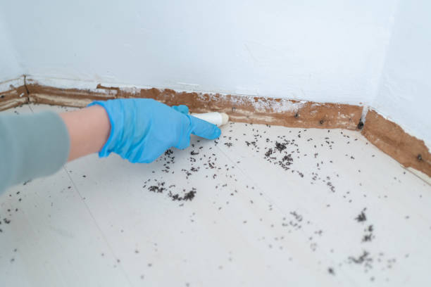 Best Termite Control Services  in Baraga, MI